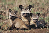 Bat-eared Fox (Otocyon megalotis) mother and pups, Africa