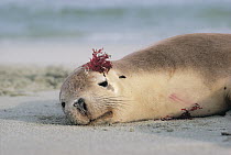 Australian Sea Lion (Neophoca cinerea) resting with seaweed on its head, Australia