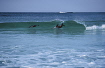Australian Sea Lion (Neophoca cinerea) pair surfing, Australia