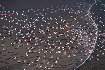 Flamingo (Phoenicopterus sp) flock flying over alkaline lake, Africa