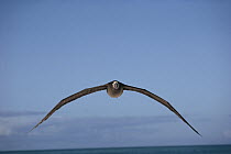 Black-footed Albatross (Phoebastria nigripes) flying, Hawaii