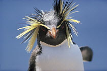 Rockhopper Penguin (Eudyptes chrysocome) portrait, Antarctica