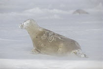 Harp Seal (Phoca groenlandicus) mother in a blizzard, Magdalen Islands, Canada
