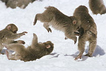 Japanese Macaque (Macaca fuscata) juveniles playing in the snow, Japan