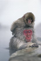 Japanese Macaque (Macaca fuscata) mother soaking in hot spring with baby on her head, Japan