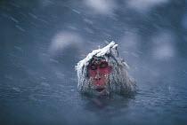 Japanese Macaque (Macaca fuscata) soaking in hot spring during a snow storm, Japan