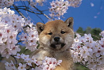 Shiba Inu (Canis familiaris) puppy, Japan