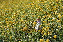Domestic Cat (Felis catus) in field of flowers