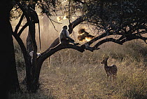 Axis Deer (Cervus axis) and Hanuman Langur (Semnopithecus entellus), India