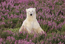 Polar Bear (Ursus maritimus) sitting in field of fireweed, Arctic
