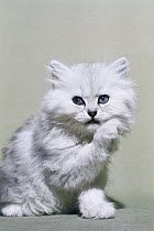 Domestic Cat (Felis catus) portrait of fluffy white Persian kitten grooming