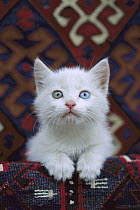 Domestic Cat (Felis catus) white kitten with one blue eye and one green eye, a condition called heterochromia which does not affect vision