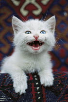 Domestic Cat (Felis catus) vocalizing white kitten with one blue eye and one green eye, a condition called heterochromia that does not affect vision