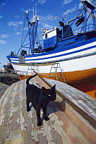 Domestic Cat (Felis catus) on the hull of an overturned boat in a shipyard
