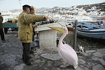 Domestic Cat (Felis catus) group at the fishing dock watch as fishermen feed a pelican, Mediterranean Sea, Europe