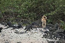 Domestic Cat (Felis catus) orange Tabby on beach with Marine Iguanas (Amblyrhynchus cristatus), Galapagos Islands, Ecuador