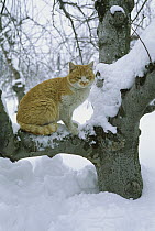 Domestic Cat (Felis catus) sitting in snow-covered tree