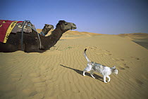 Domestic Cat (Felis catus) walking on desert sand near camels