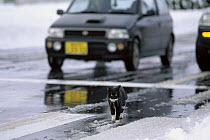 Domestic Cat (Felis catus) crossing snowy street in front of vehicles
