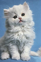 Domestic Cat (Felis catus) portrait of a white Persian kitten