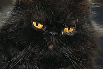 Domestic Cat (Felis catus) black Persian cat with amber eyes
