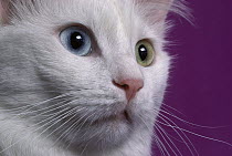 Domestic Cat (Felis catus) white adult cat with one blue eye and one green eye, a condition called heterochromia which does not affect vision