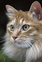 Domestic Cat (Felis catus) long-haired orange Tabby with green eyes