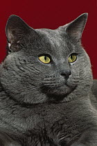 Domestic Cat (Felis catus) large adult gray cat