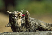 Domestic Cat (Felis catus) gray Tabby grooming it self by licking its front paw