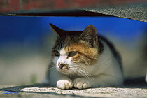 Domestic Cat (Felis catus) Calico resting in the shade