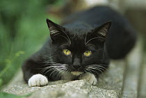 Domestic Cat (Felis catus) black cat with white paws