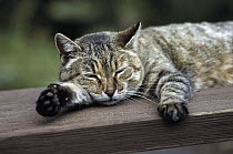 Domestic Cat (Felis catus) gray Tabby sleeping