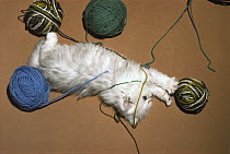 Domestic Cat (Felis catus) Persian cat playing with balls of yarn on the floor