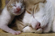 Domestic Cat (Felis catus) mother and infant kitten resting together
