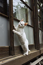 Domestic Cat (Felis catus) white cat on windowsill