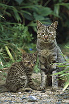 Domestic Cat (Felis catus) mother Tabby with kitten