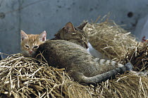 Domestic Cat (Felis catus) mother and kitten resting on a bed of straw