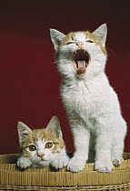 Domestic Cat (Felis catus) two kittens in a basket, one yawning