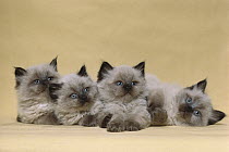 Domestic Cat (Felis catus) four blue-eyed Persian kittens