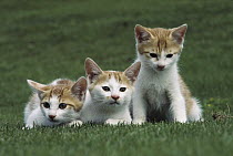 Domestic Cat (Felis catus) three identical kittens on grass