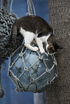 Domestic Cat (Felis catus) standing on a glass Japanese fishing net float