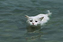 Domestic Cat (Felis catus) adult with one blue eye and one green eye swimming