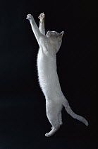 Domestic Cat (Felis catus) white adult cat leaping through the air