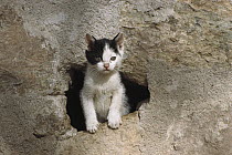 Domestic Cat (Felis catus) kitten emerging from hole in a wall