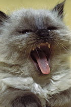 Domestic Cat (Felis catus) close up of fluffy cat yawning