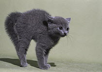 Domestic Cat (Felis catus) grey kitten in defensive posture with back arched and hair raised
