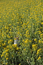 Domestic Cat (Felis catus) adult resting in the sunshine among yellow flowers