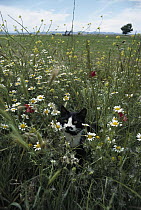 Domestic Cat (Felis catus) in field of wildflowers