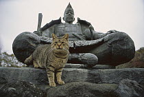 Domestic Cat (Felis catus) adult Tabby on statue
