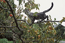 Domestic Cat (Felis catus) adult Tabby walking on branch in a fruit tree